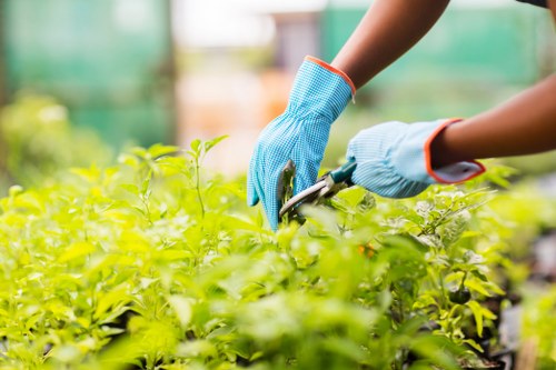 Choosing the best hedge trimming service in Stratford